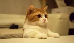 貓這種動物，一旦碰上，就再也戒不了了 華興寵