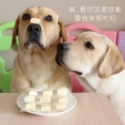 狗狗是否需要補(bǔ)鈣？補(bǔ)鈣應(yīng)注意什么？ 華興寵物