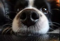 狗狗鼻子干是生病了嗎？